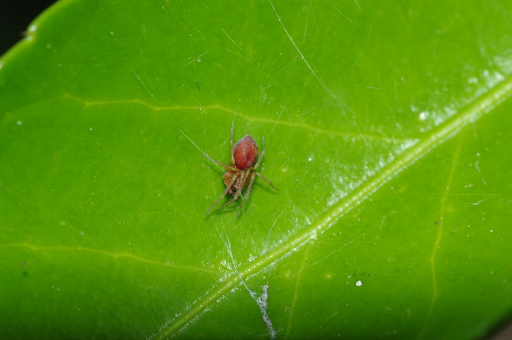 Maschi di Nigma sp. - Arcavacata di Rende (CS)